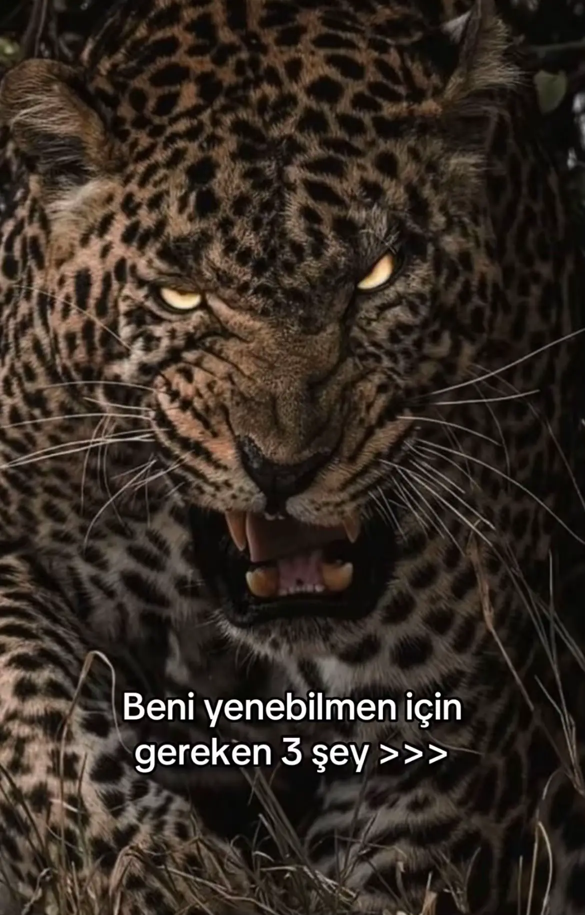 @gncn_61