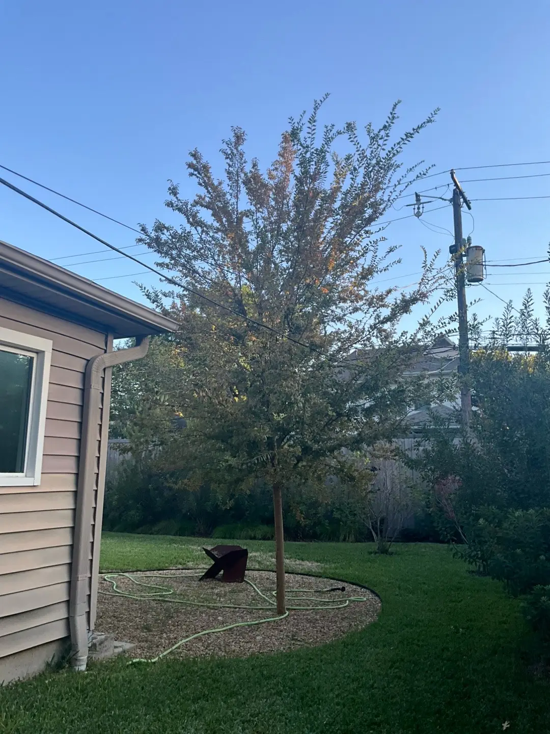 @Live Oak Tree Service