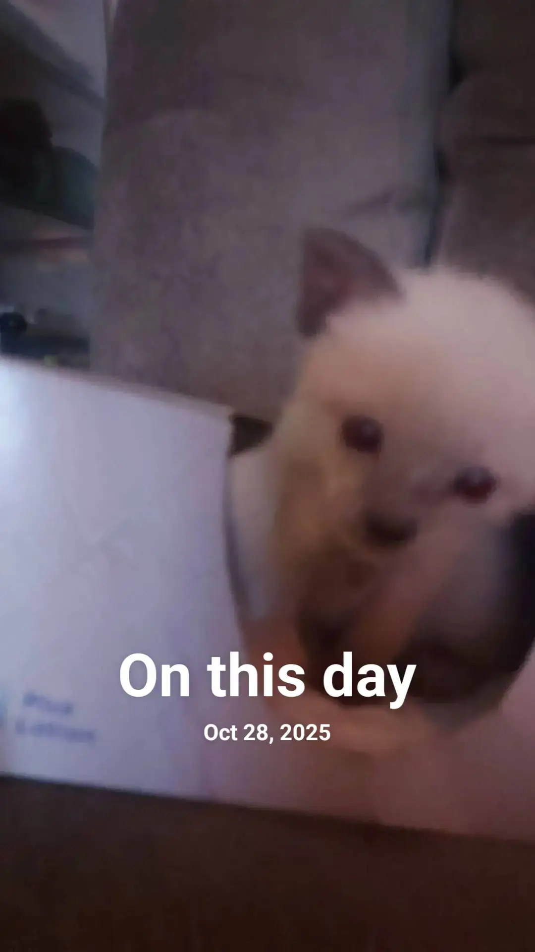 @Brittany's Beauties Kittens