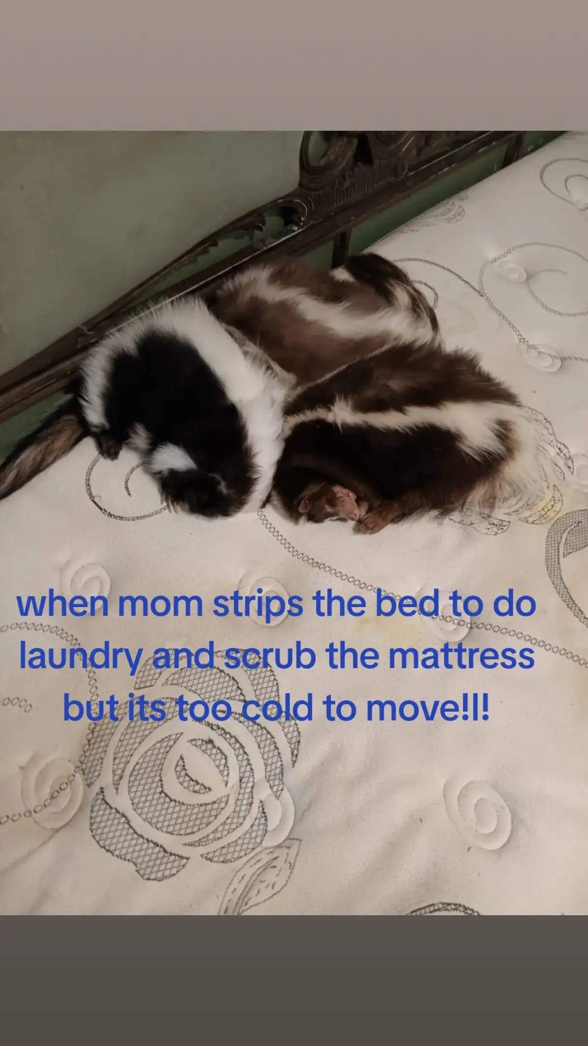 @Pet Skunk Advocates and Rescue