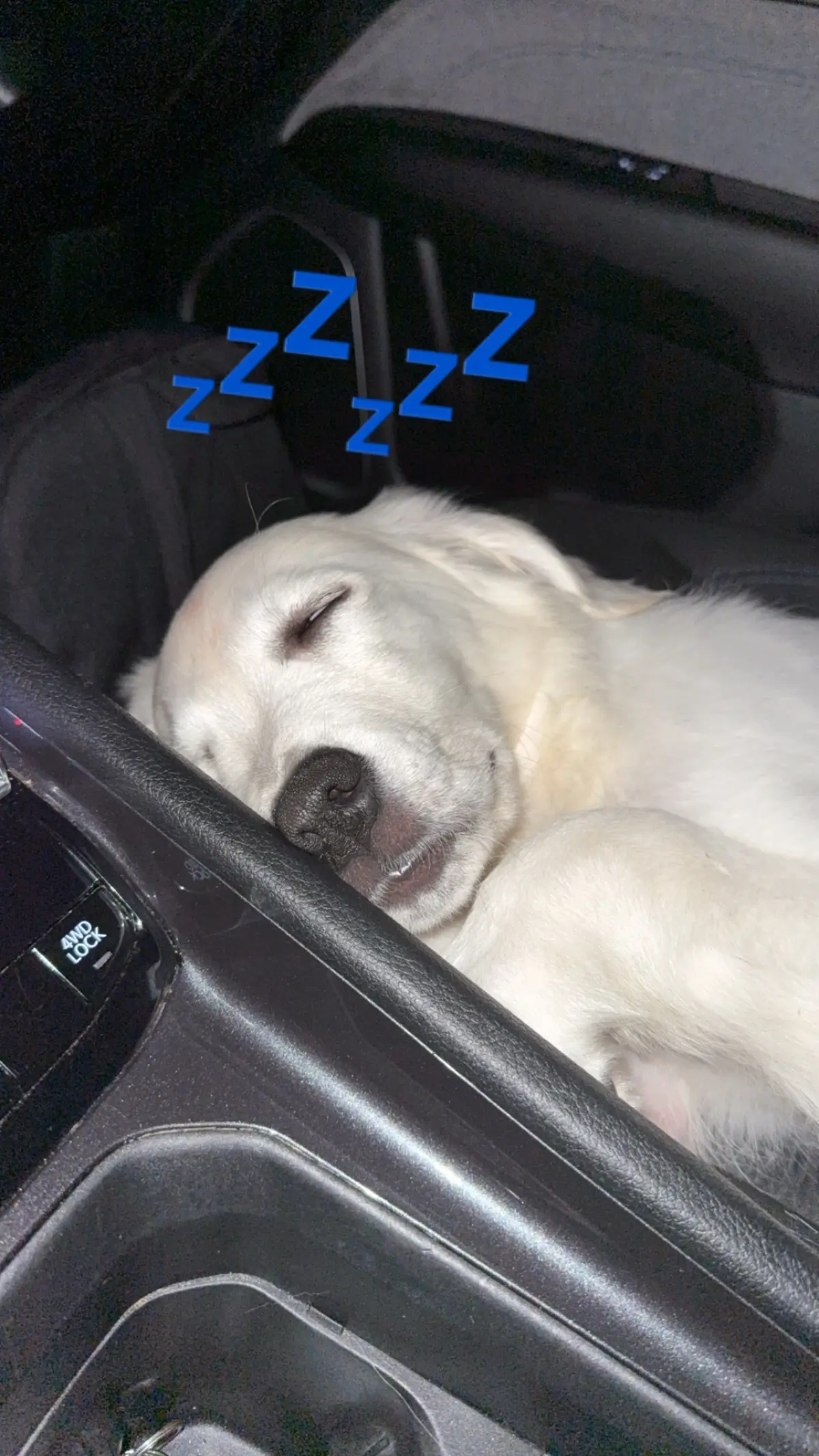 @Dunkin The Golden