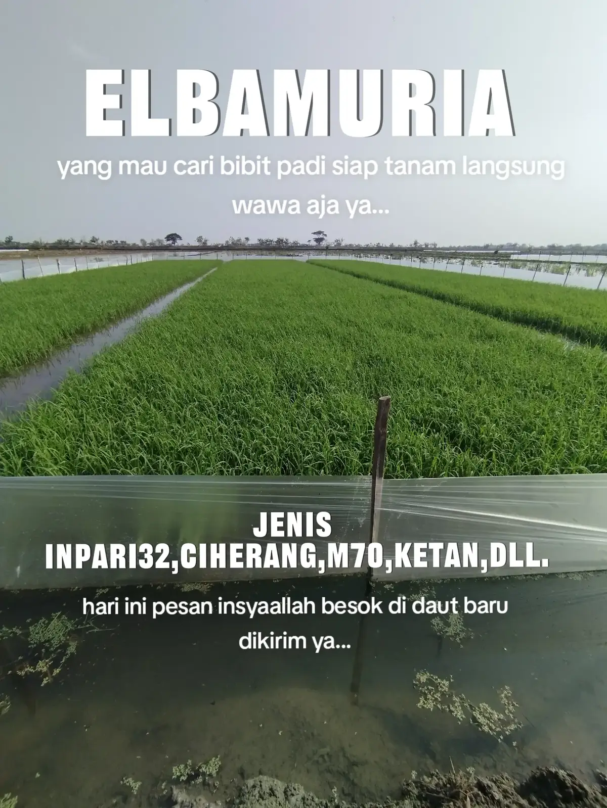 @elbamuria