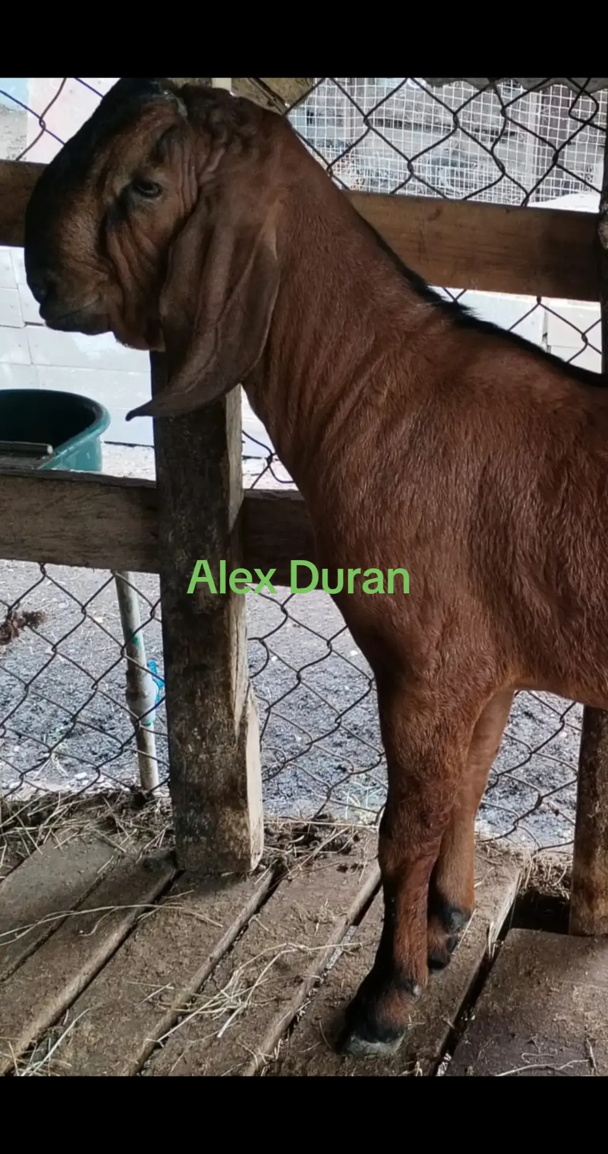 @alexduran7558