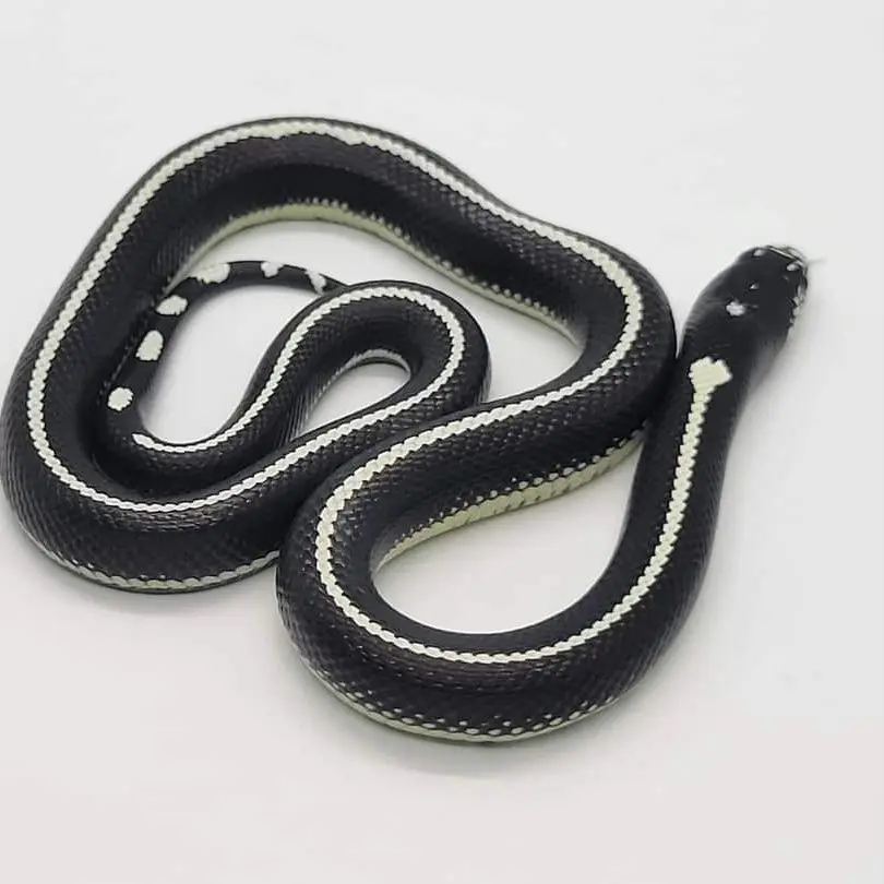 @TheReptileCompanyofWisconsin