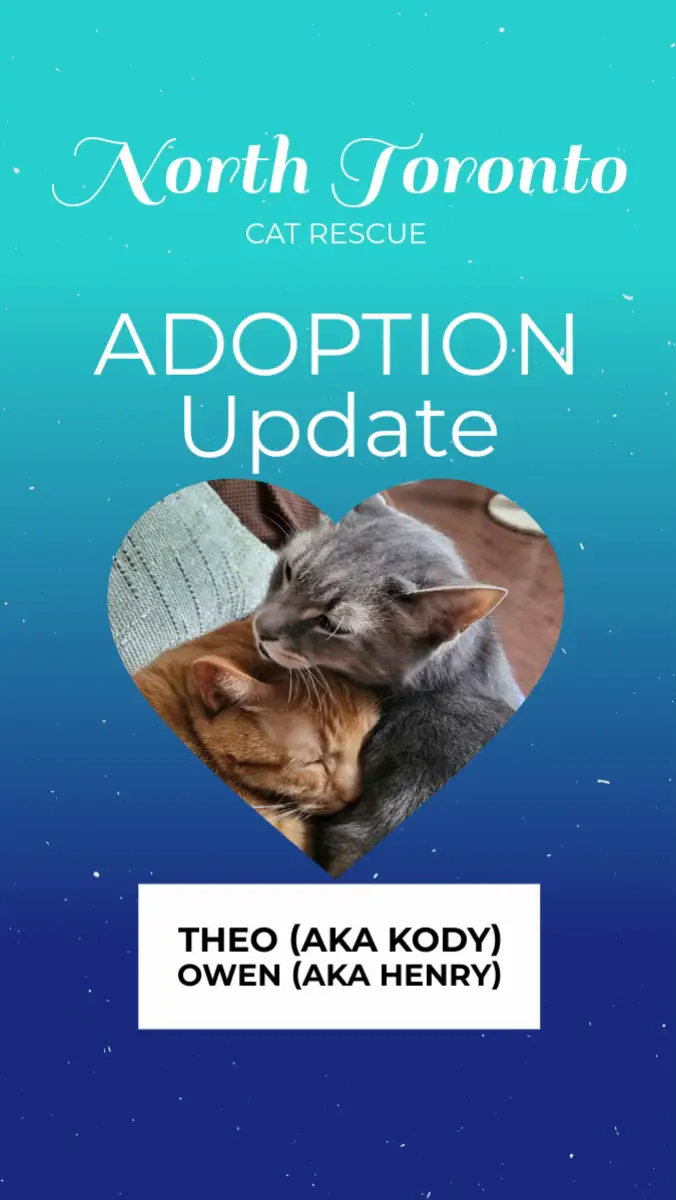 @North Toronto Cat Rescue