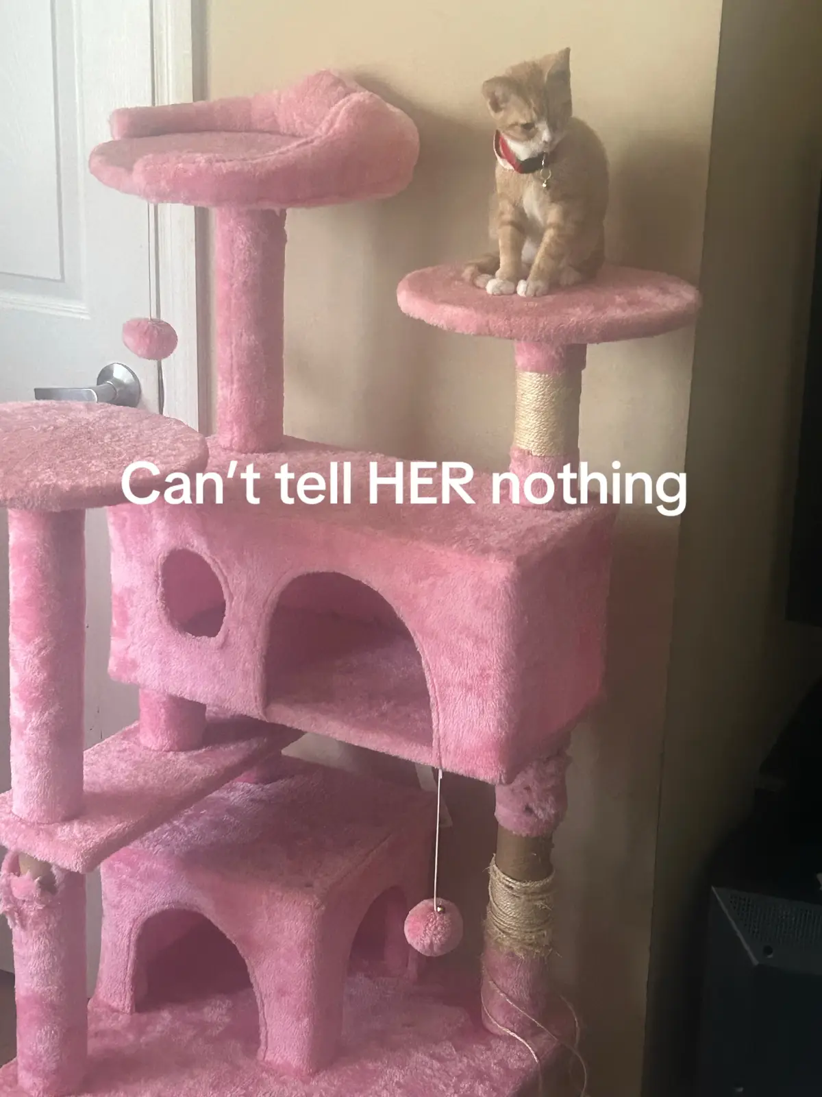 @niecywhat