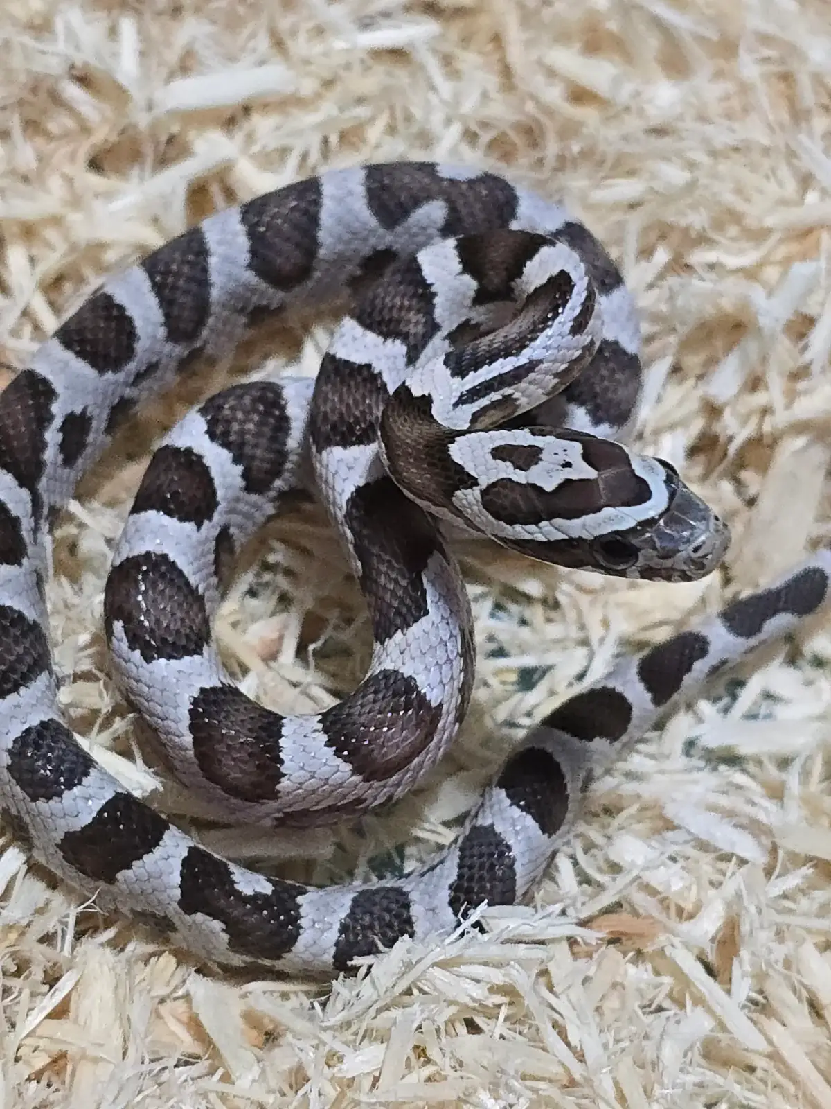 @TheReptileCompanyofWisconsin