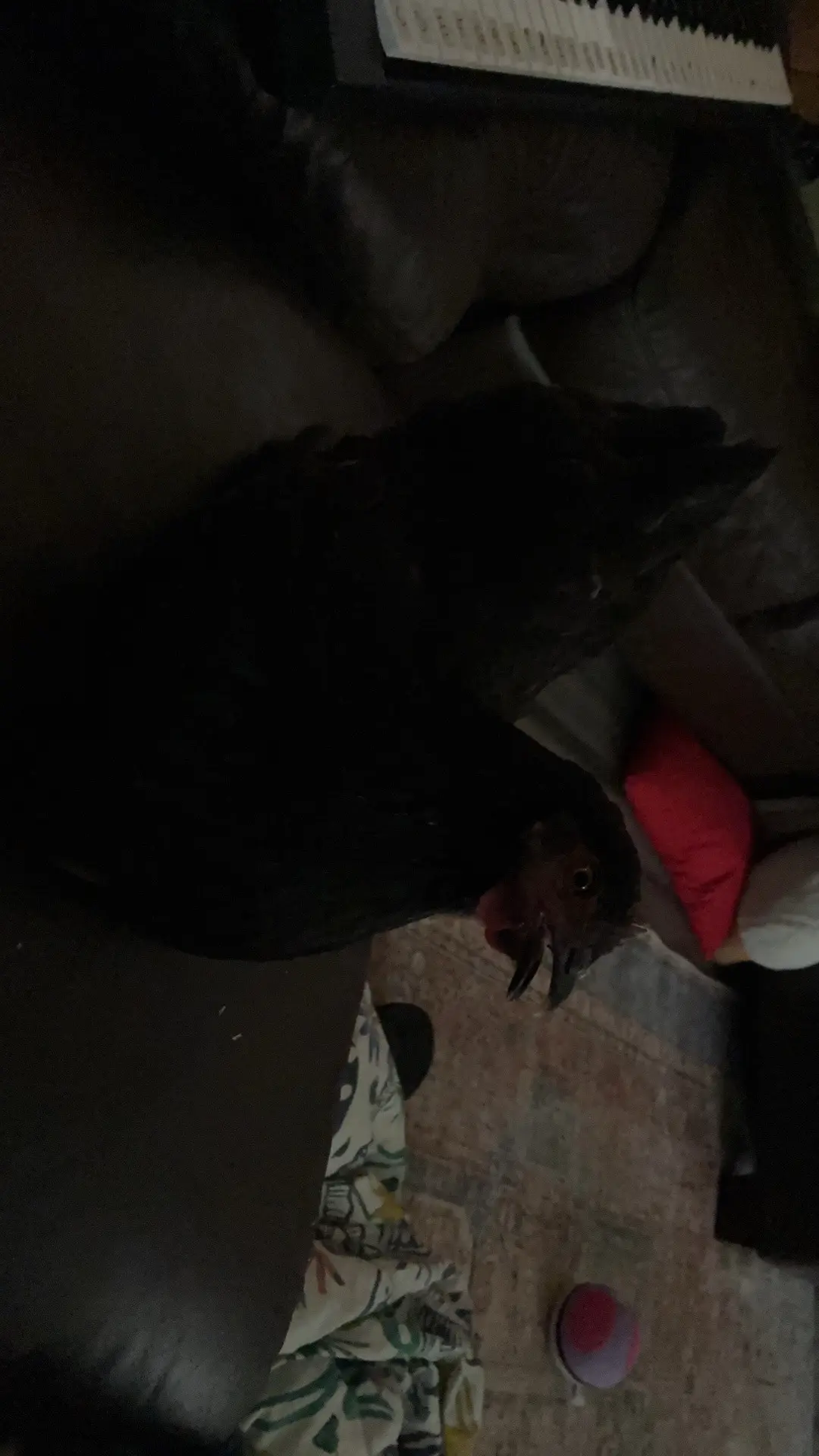 @The_chicken_man