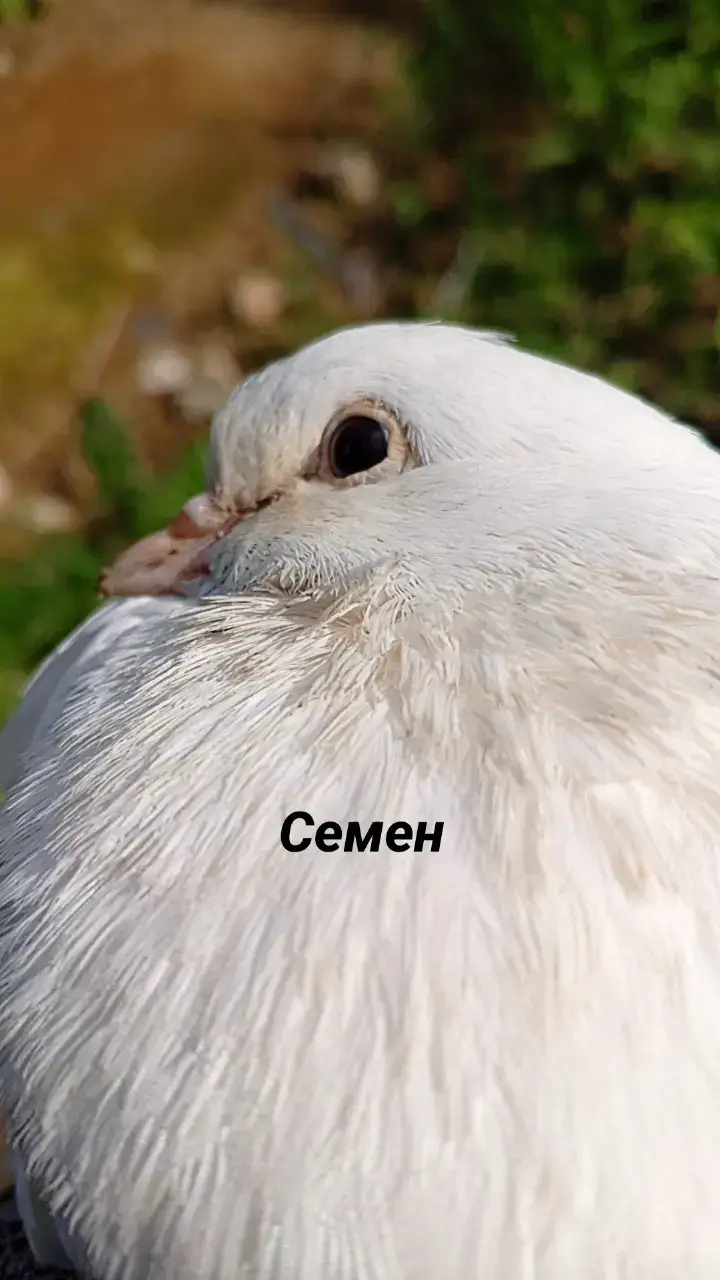 @Джорж фуфлоид