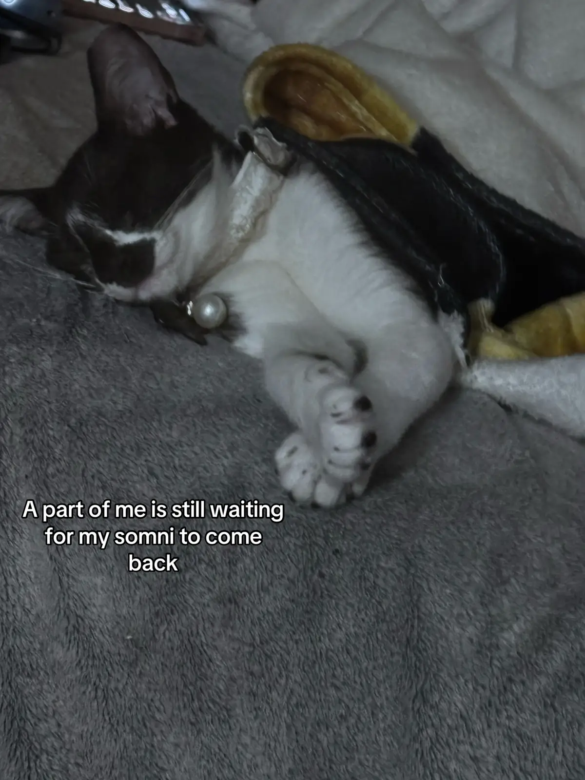 @𝐘𝐨𝐮𝐫 𝐟𝐚𝐯 𝐯𝐚𝐦𝐩☽