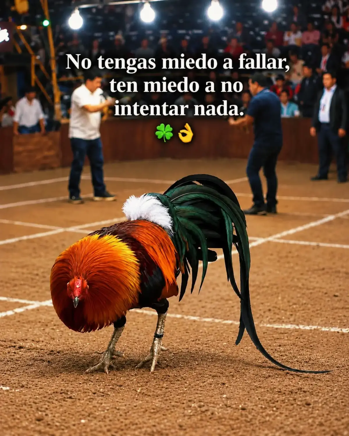 @☘️♥️❤️🔥 ELCOMPATONY❤️🔥♥️☘️