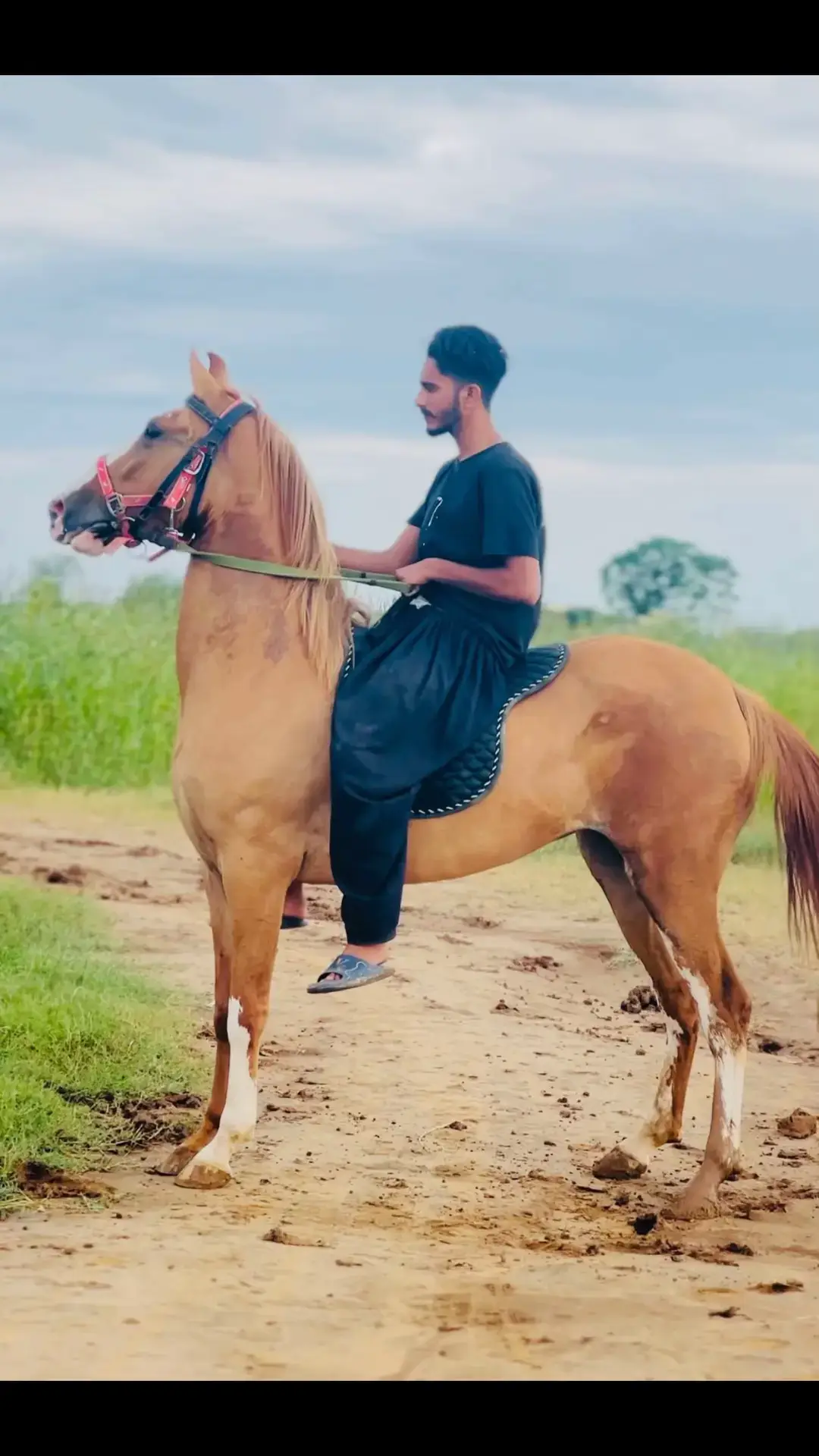 @Ch Hammad bokan ♥️🐎