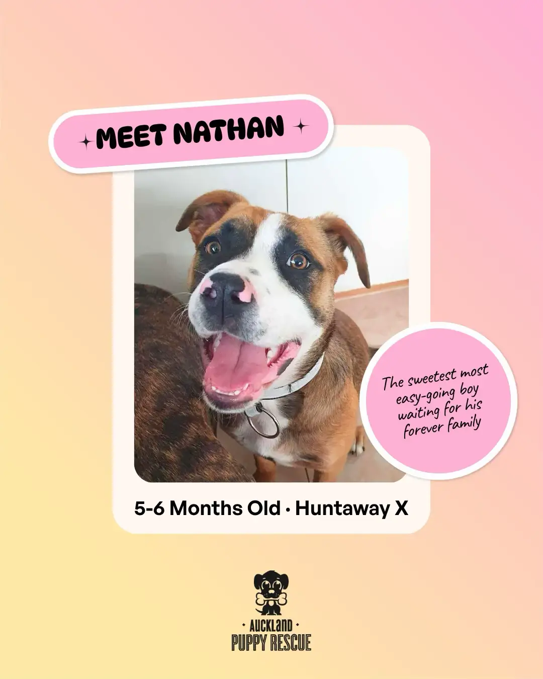 @Auckland Puppy Rescue