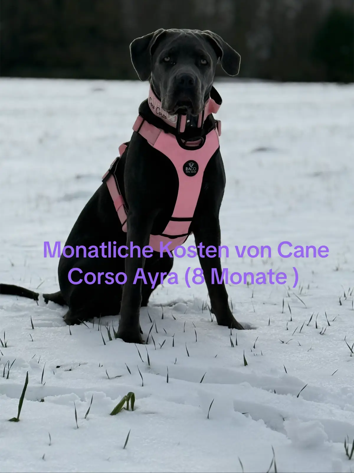 @Cane Corso Ayra 🐾