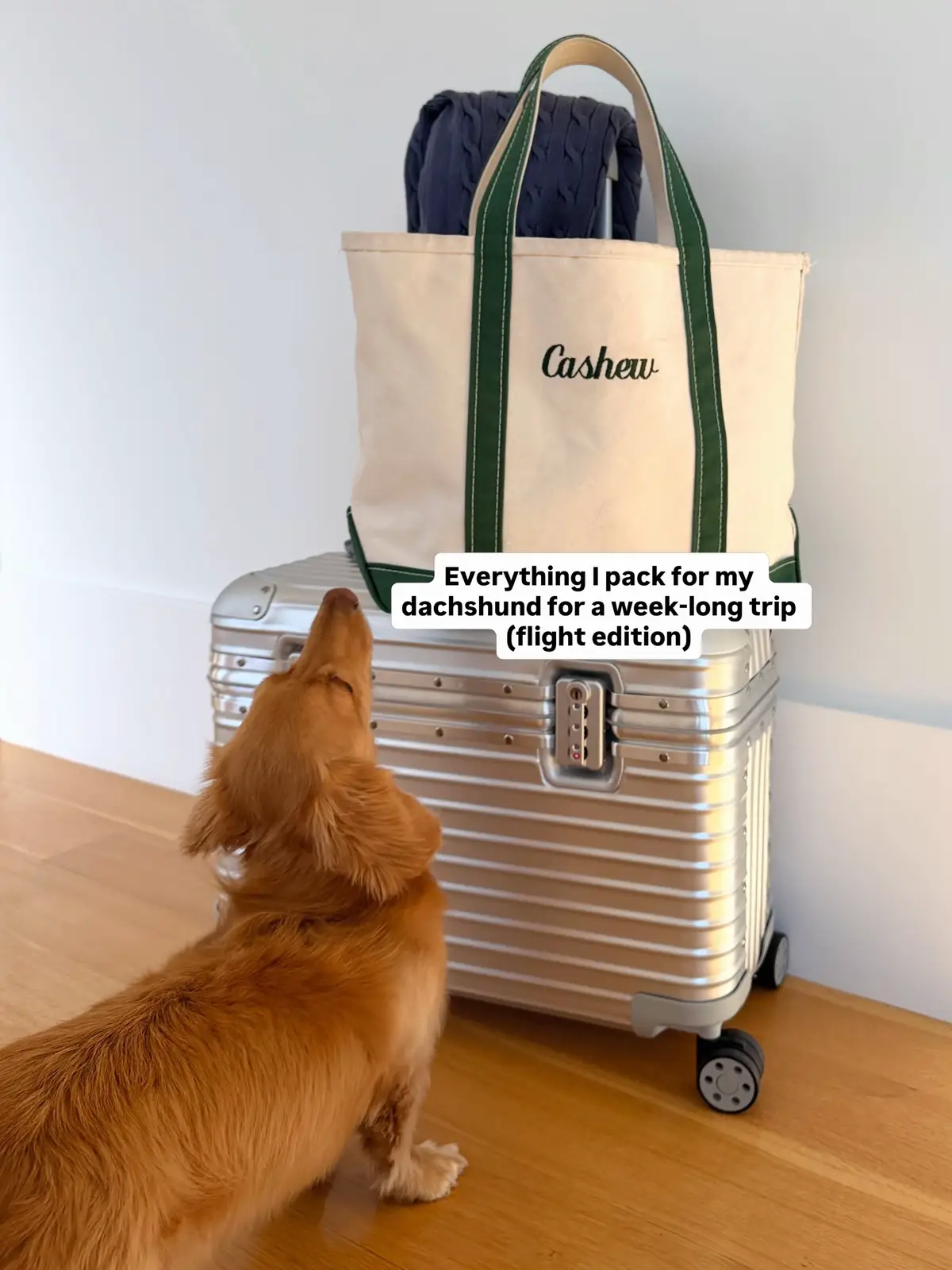 @cashewdachshund