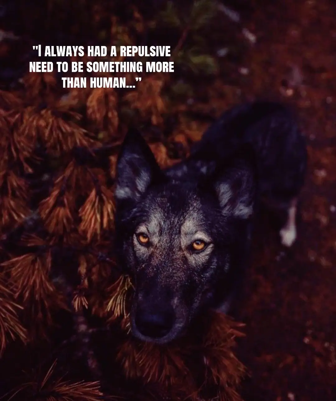 @🪬Conscious_LoneWolf🐺