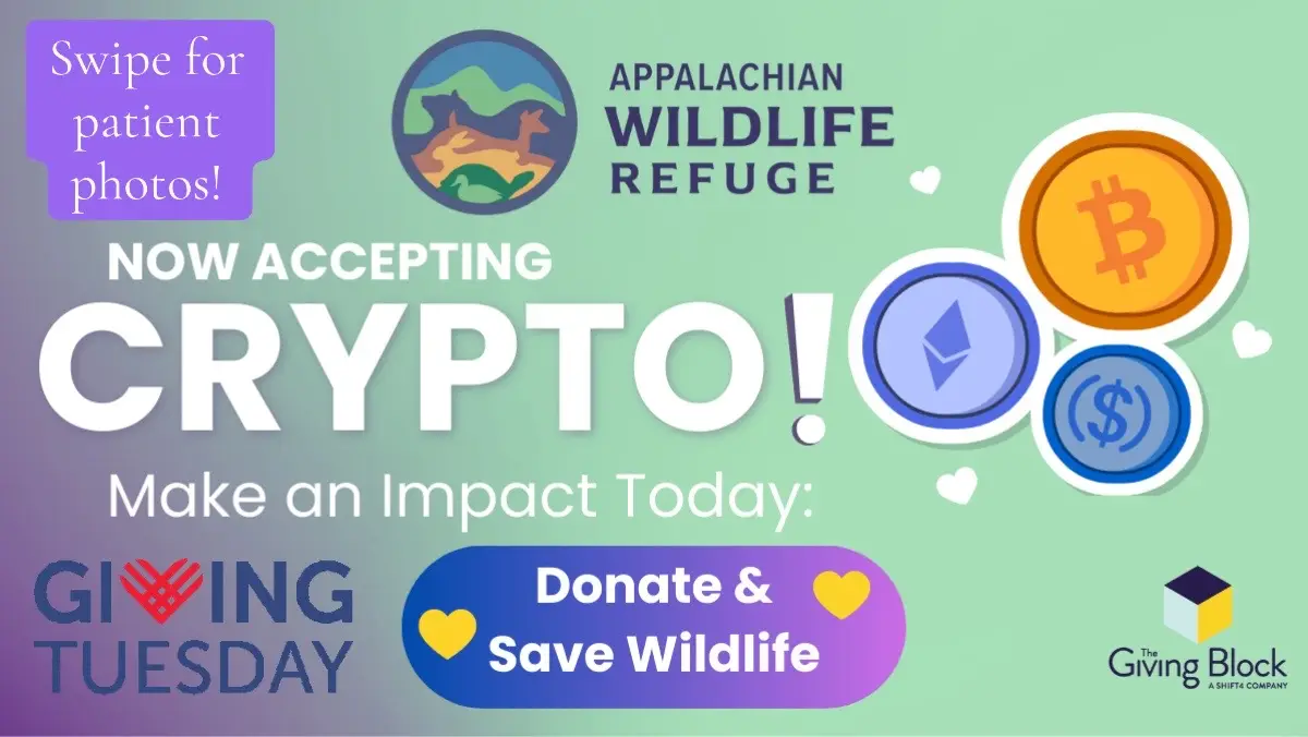 @Appalachian Wild