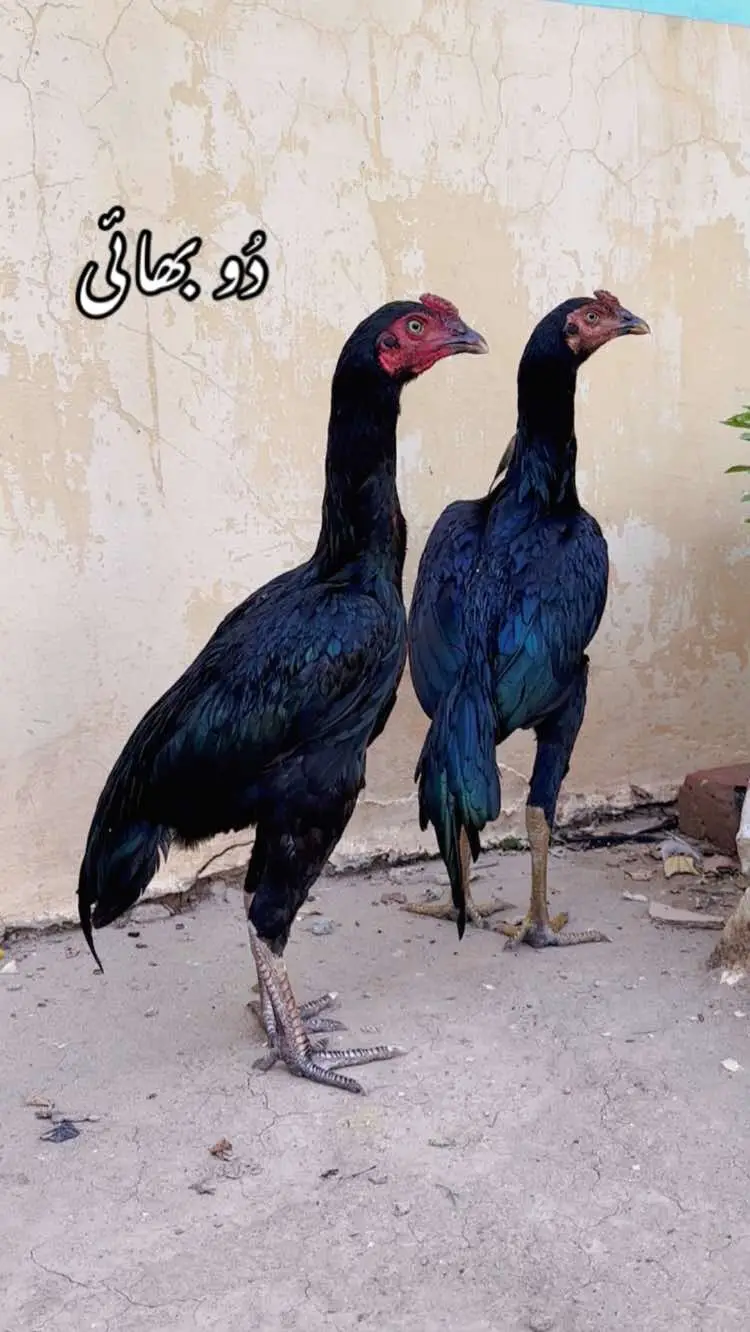 @Poultry Markaz
