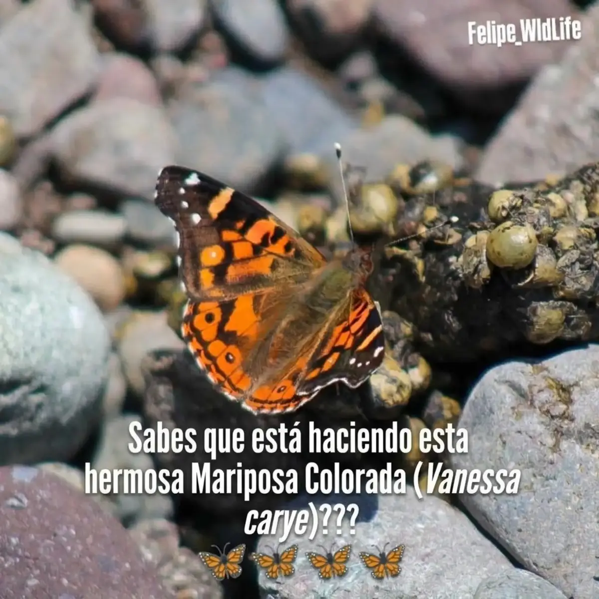 @Felipe_WildLife