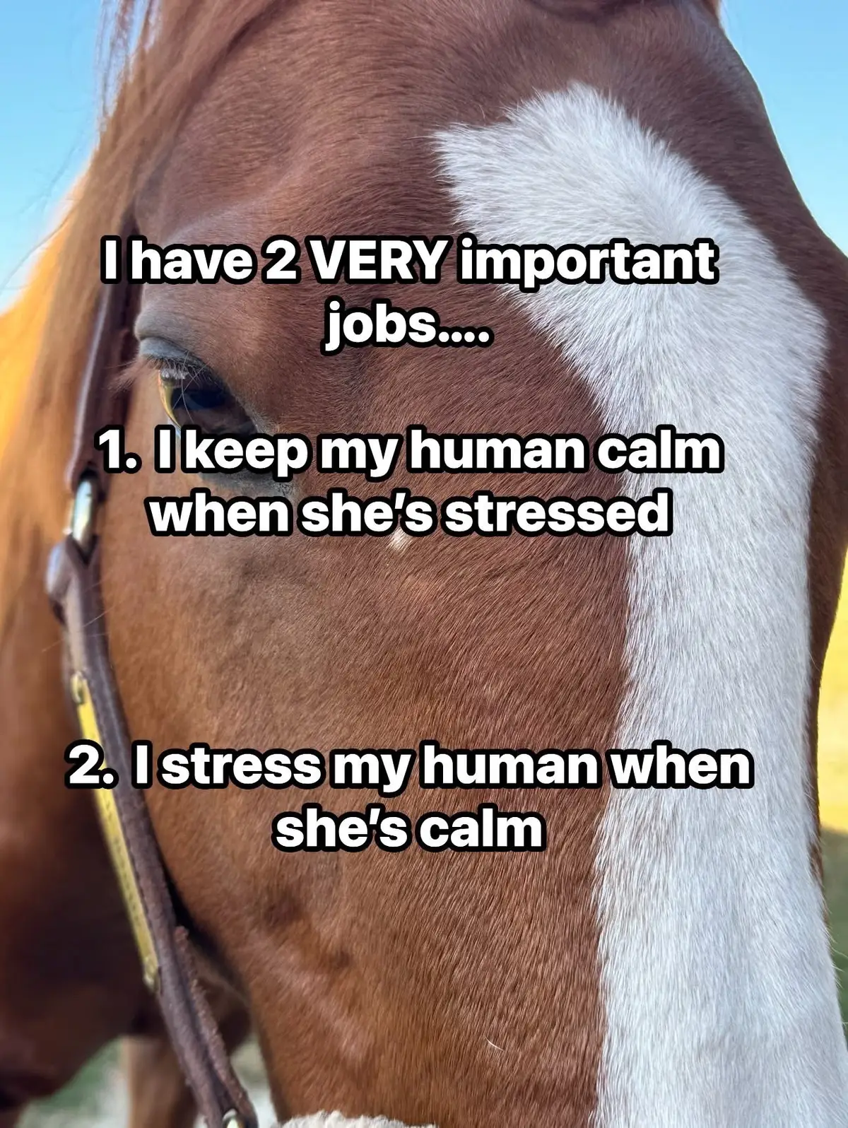 @Horselife