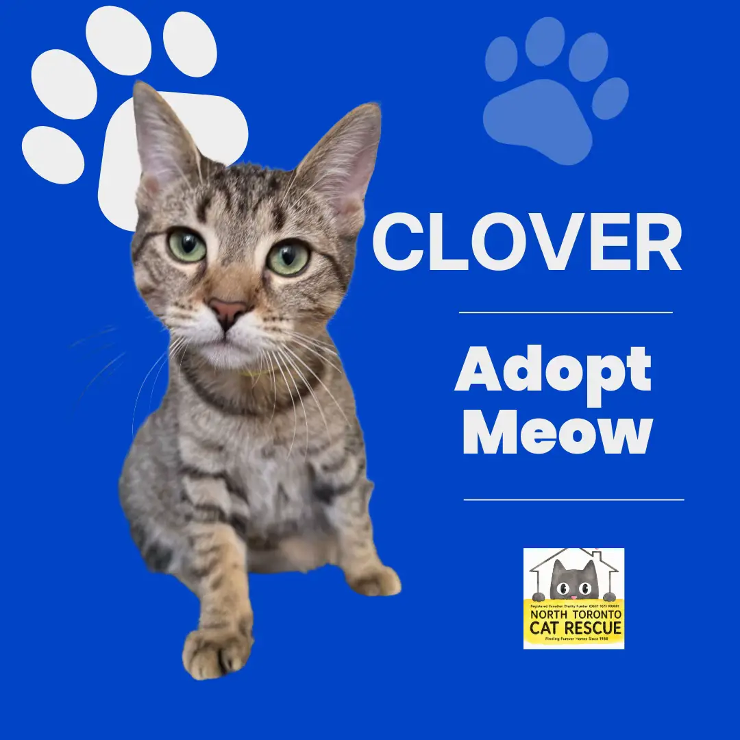 @North Toronto Cat Rescue