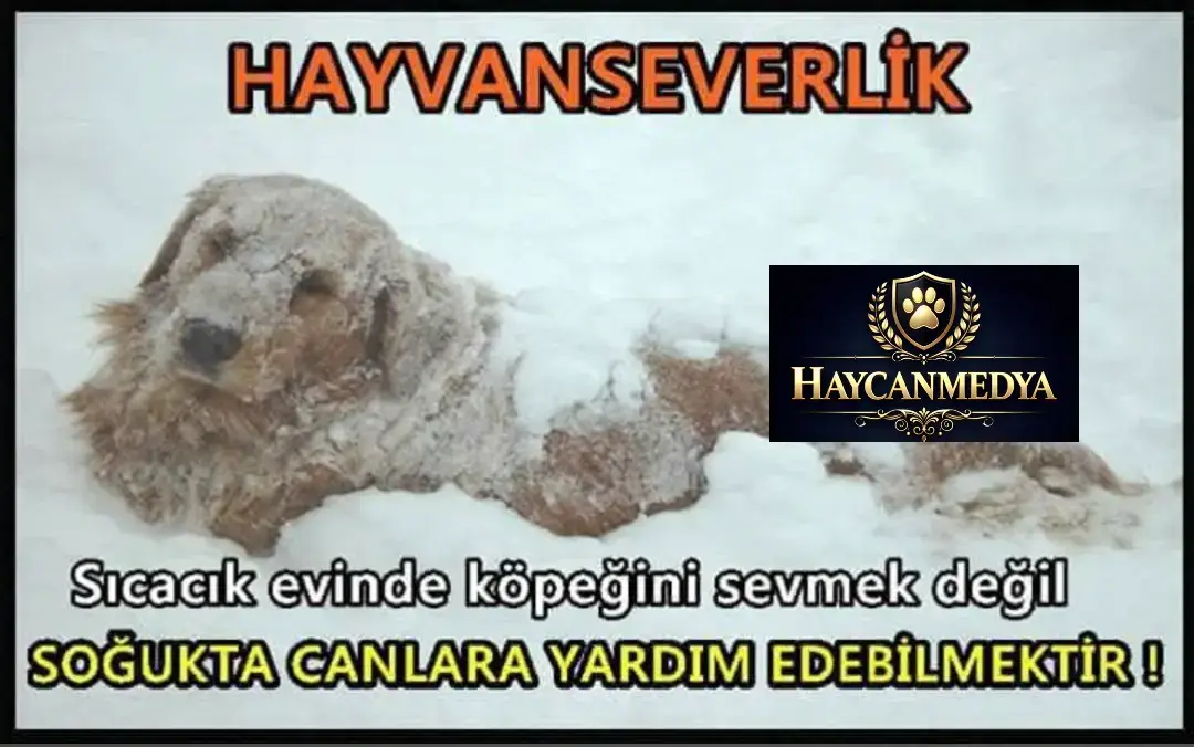 @HAYCAN MEDYA 🌐✔️