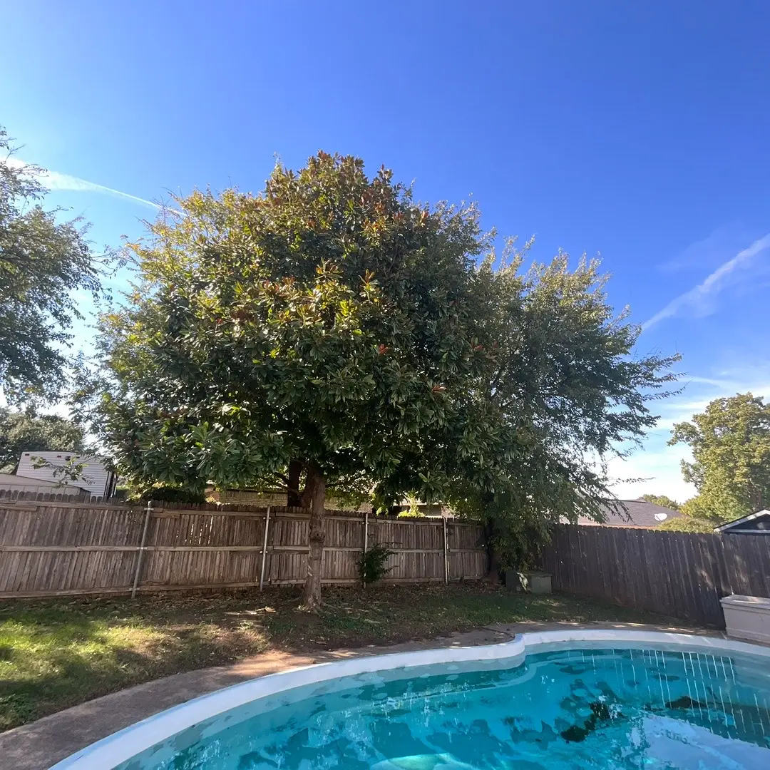 @Live Oak Tree Service