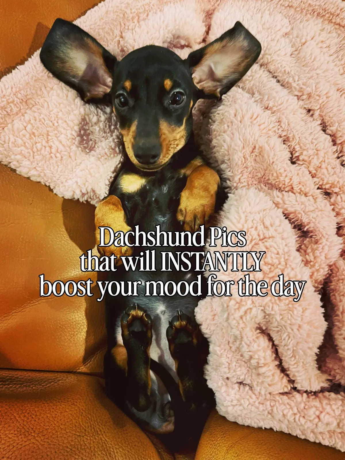 @Penny the Dachshund