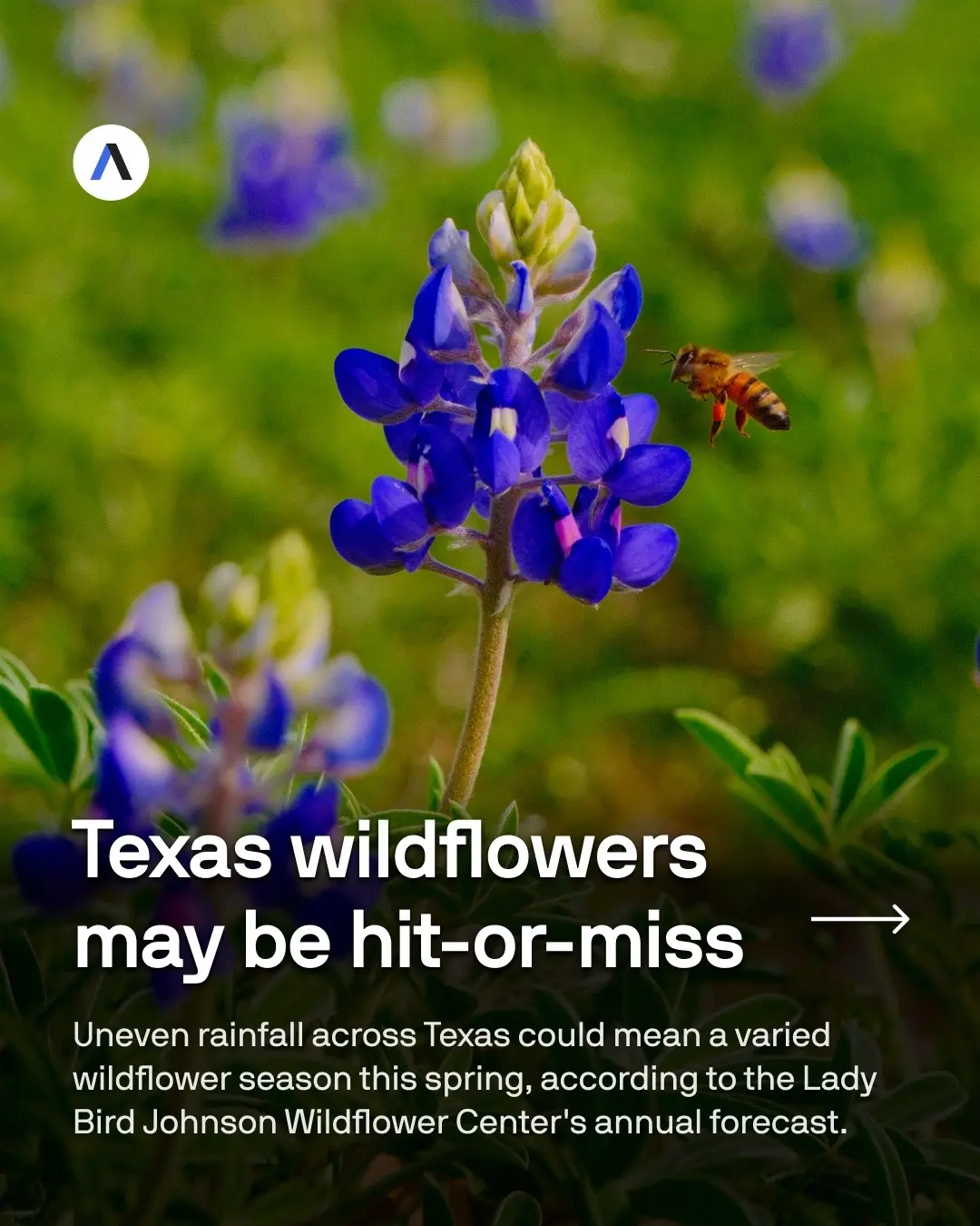 @Axios Dallas