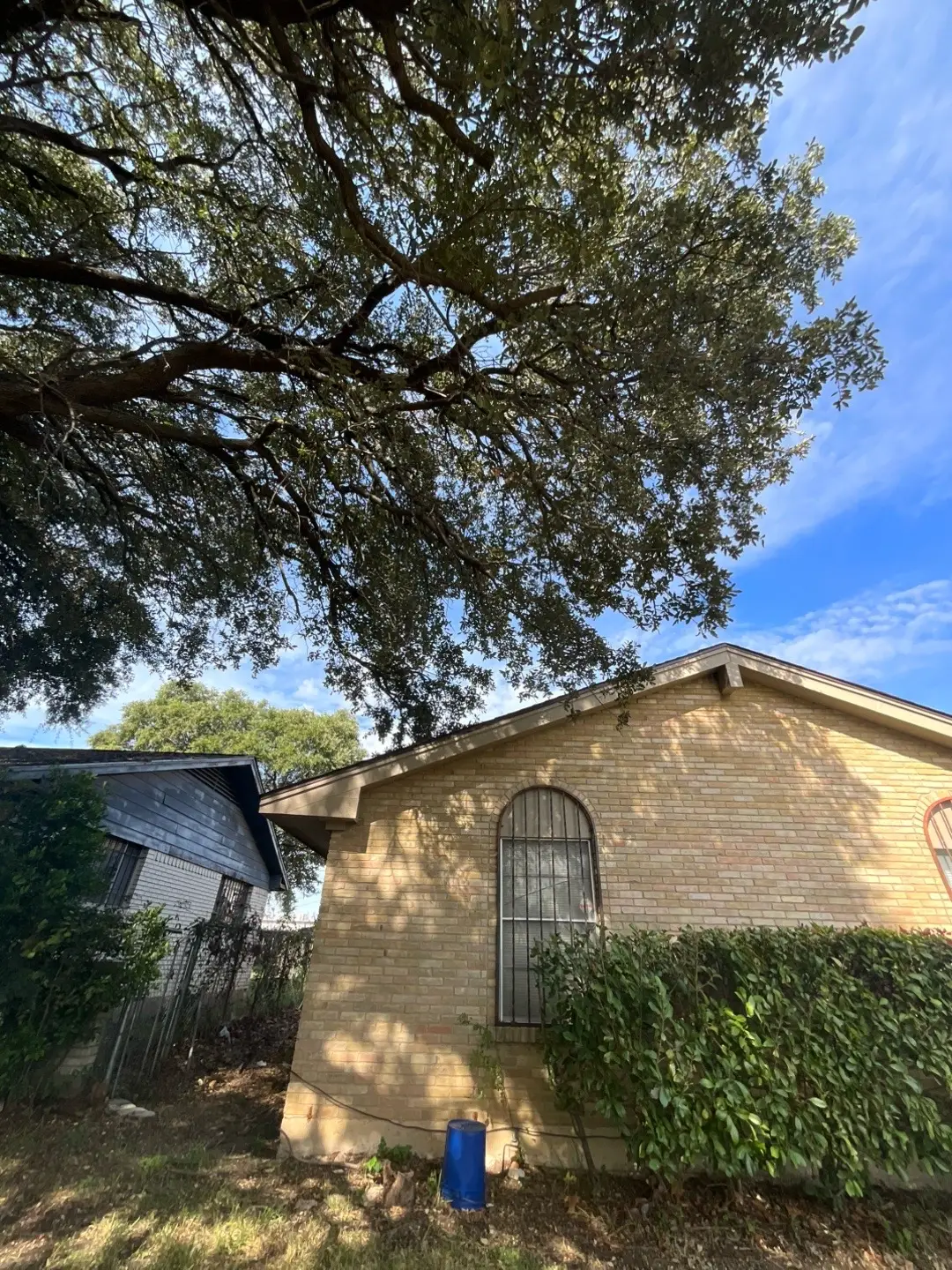 @Live Oak Tree Service