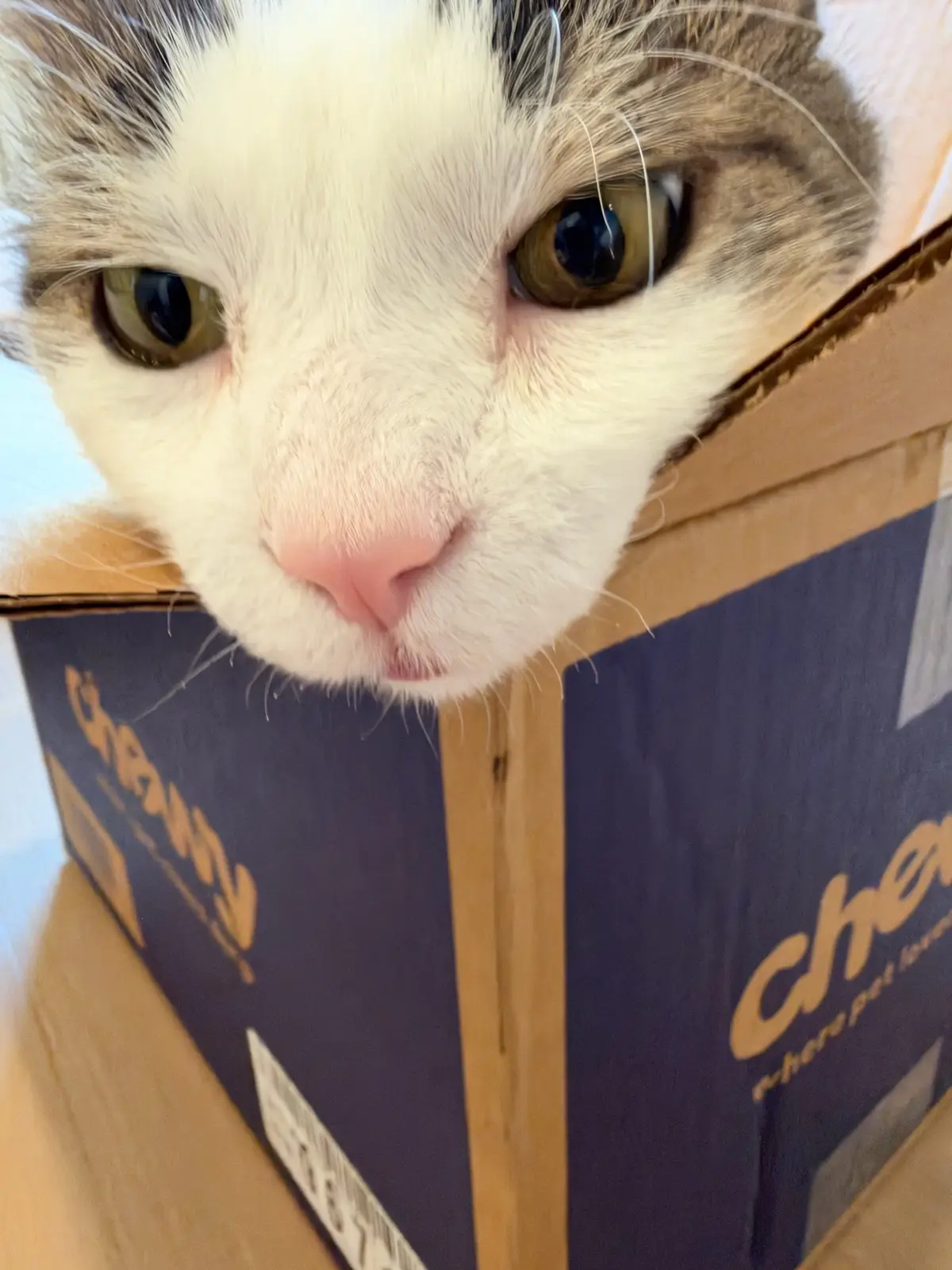 @Mimi Wawa Meow