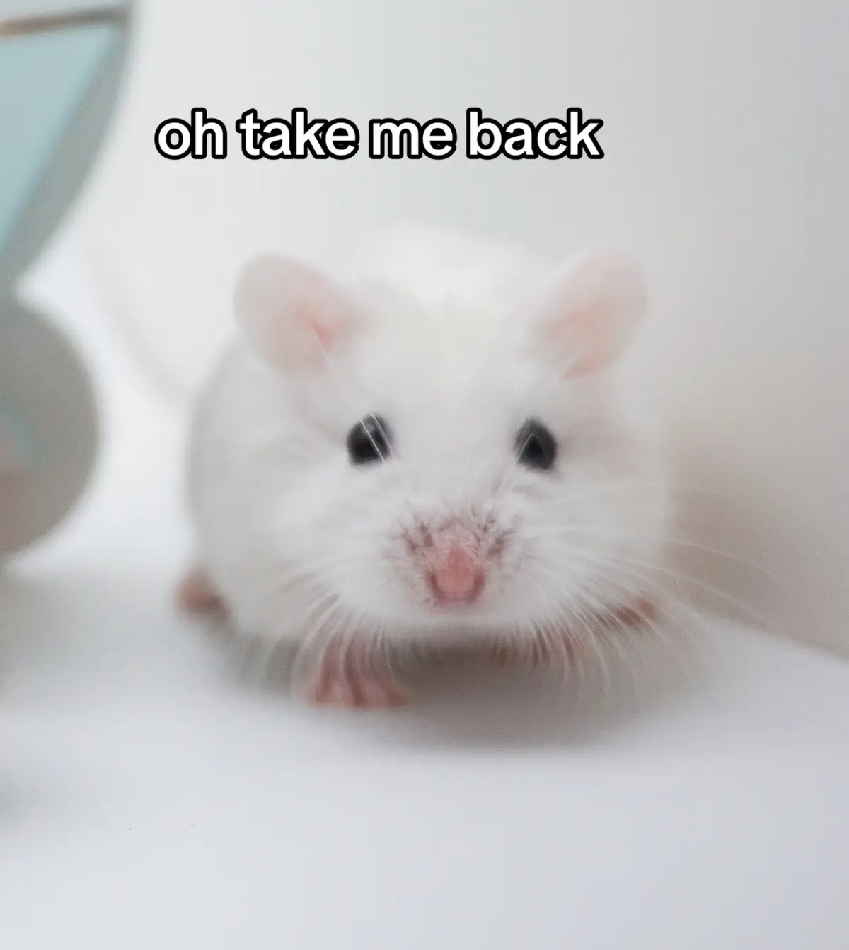 @Milkbun Hamstery 🍡