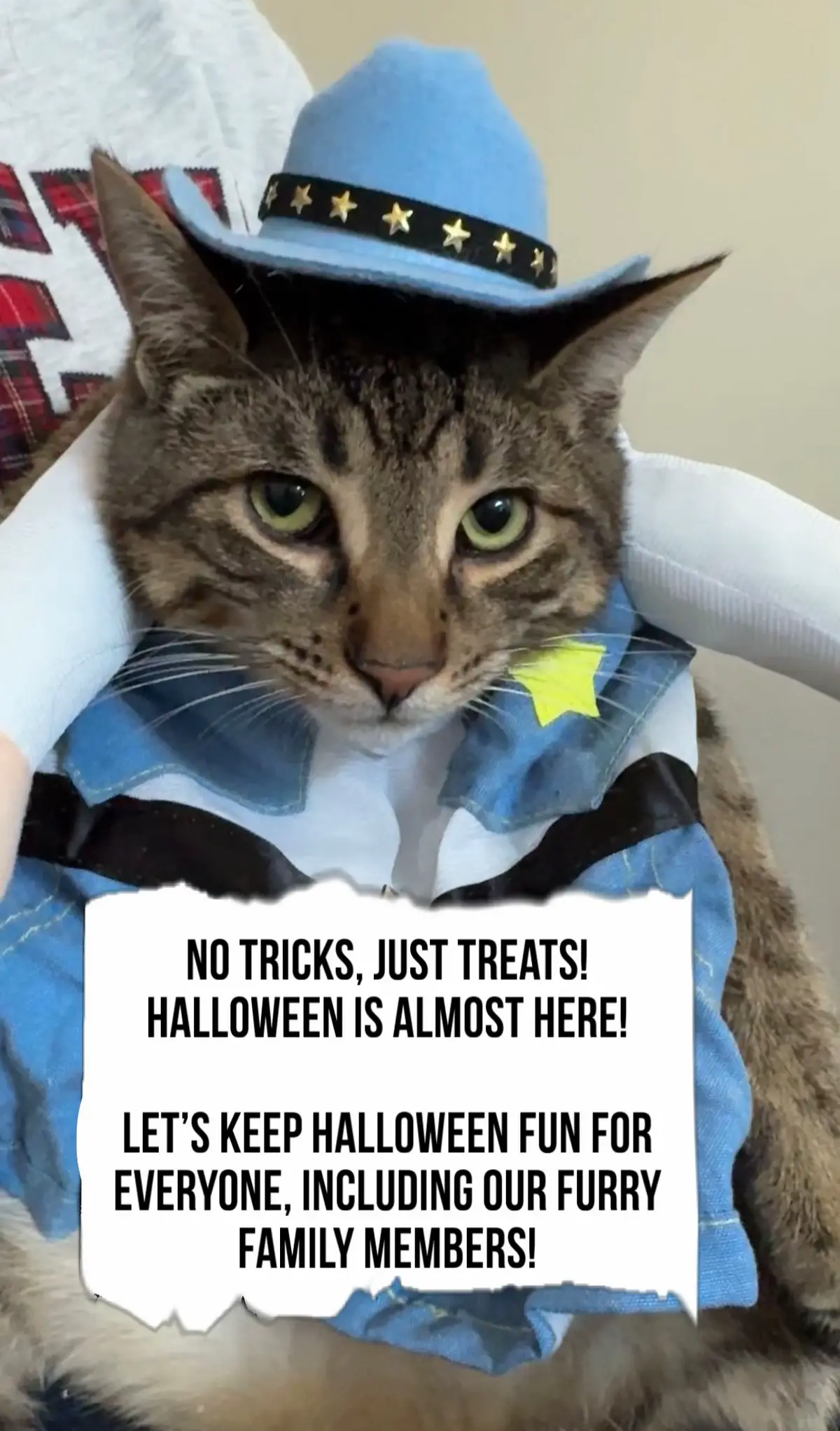 @North Toronto Cat Rescue