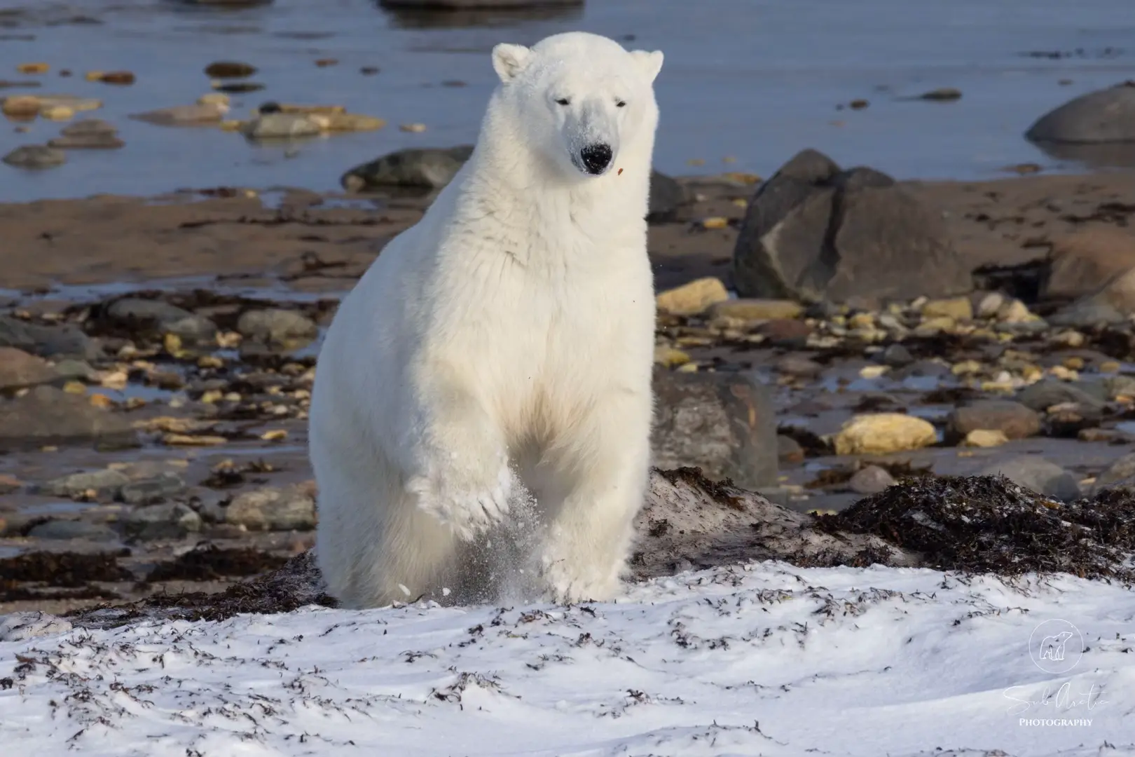 @leroypolarbear