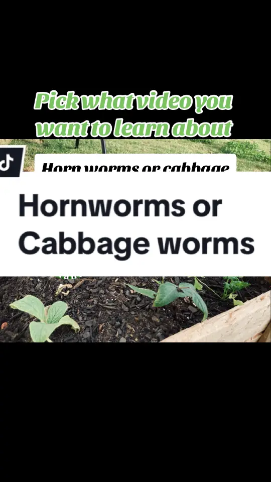@Aiden’sgardening