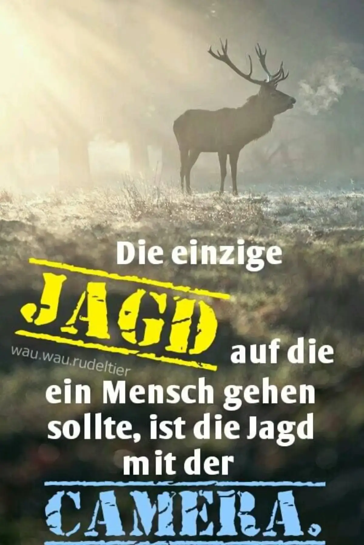@Ava Animal 🩷🐾🩷