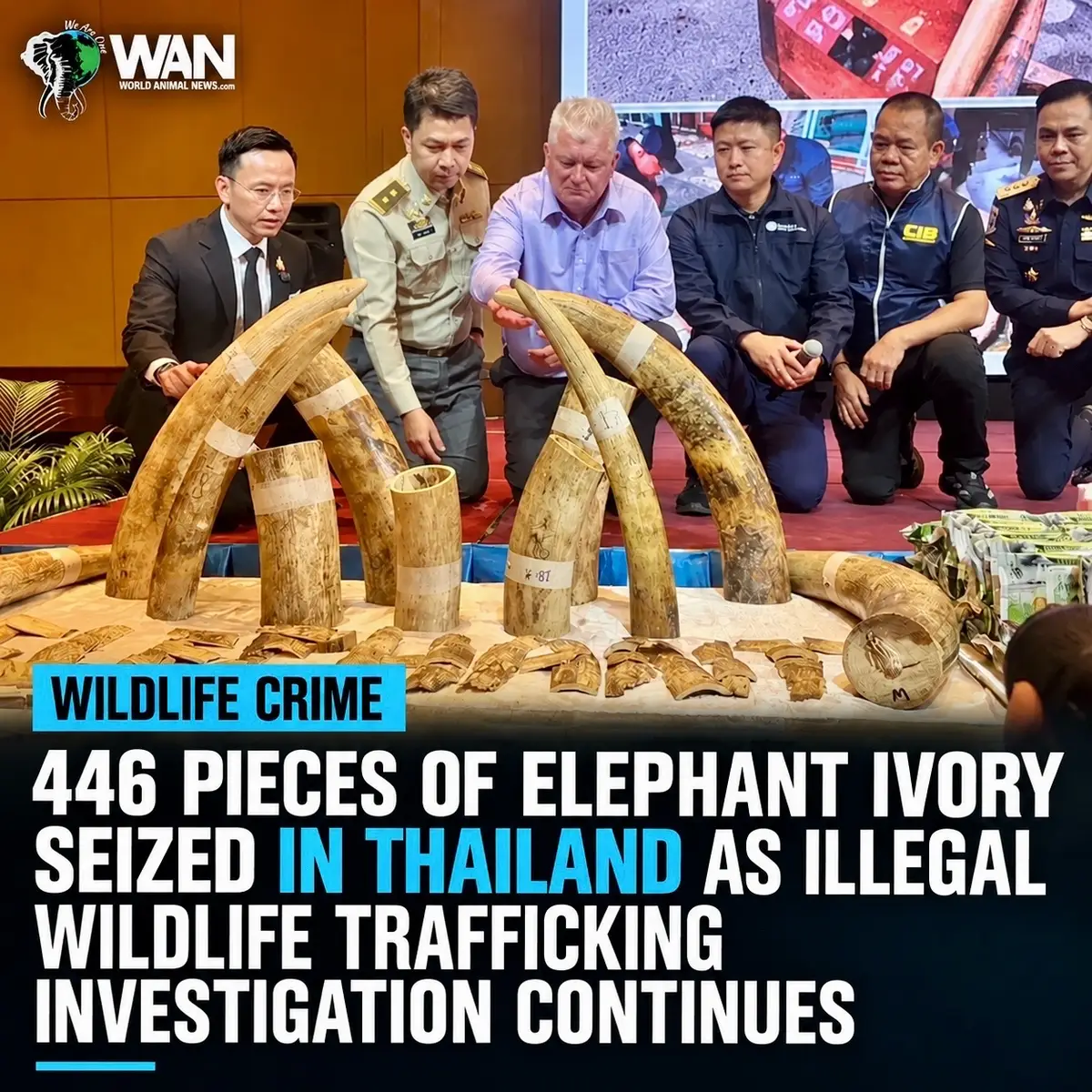 @WAN🐘