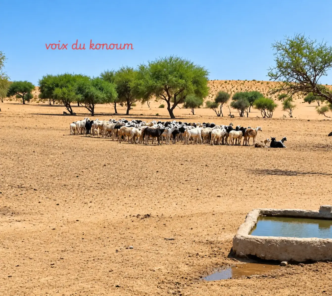@Voix du Konoum