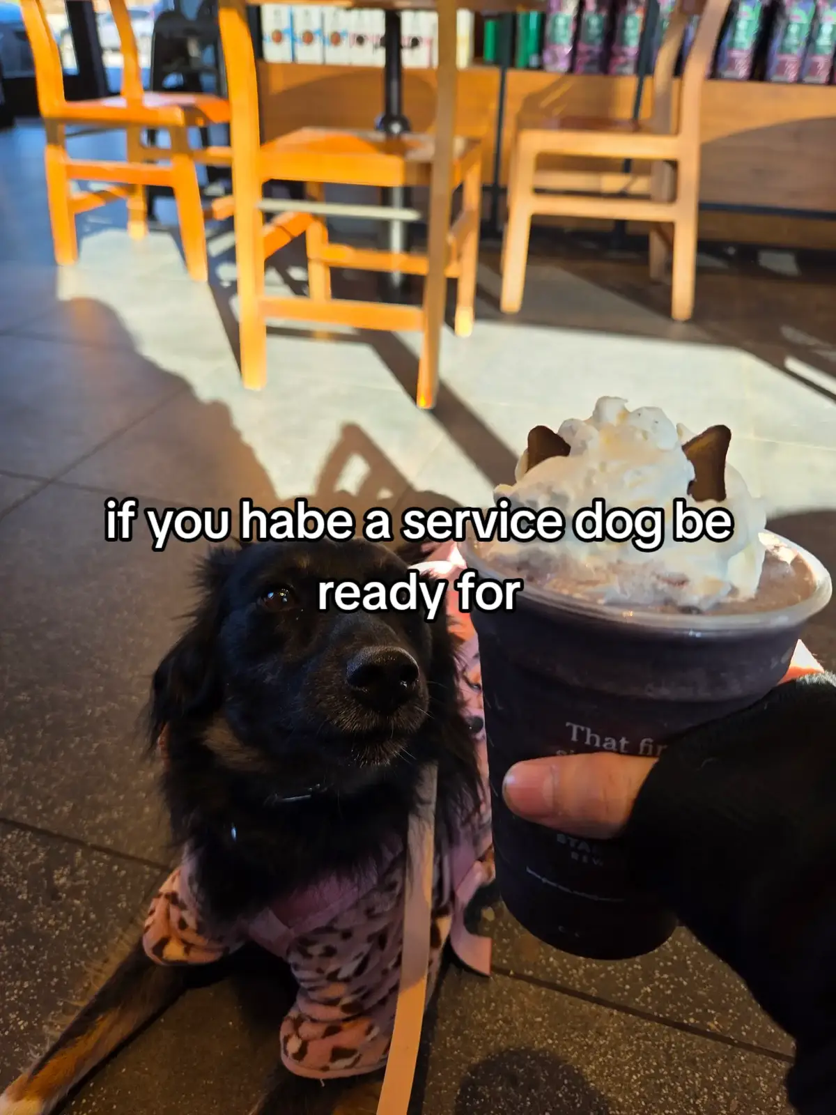 @Nala the Service aussie