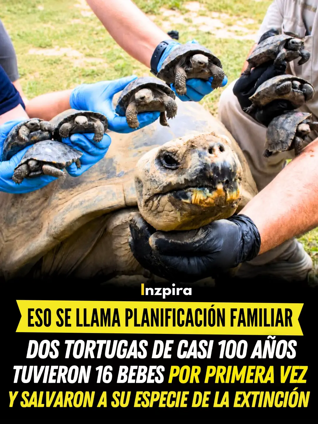 @inzpira.oficial