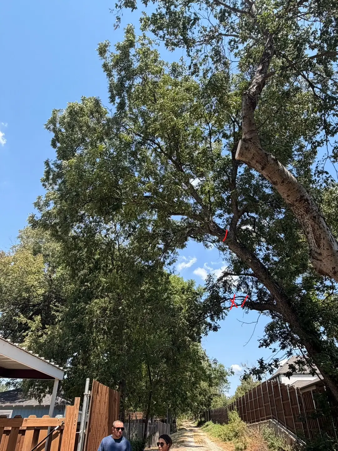 @Live Oak Tree Service