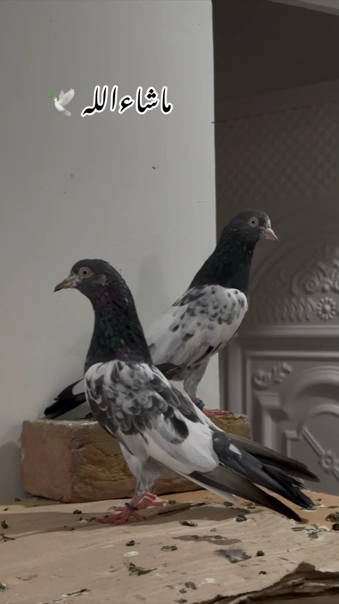 @Royal Birds 🕊️👑