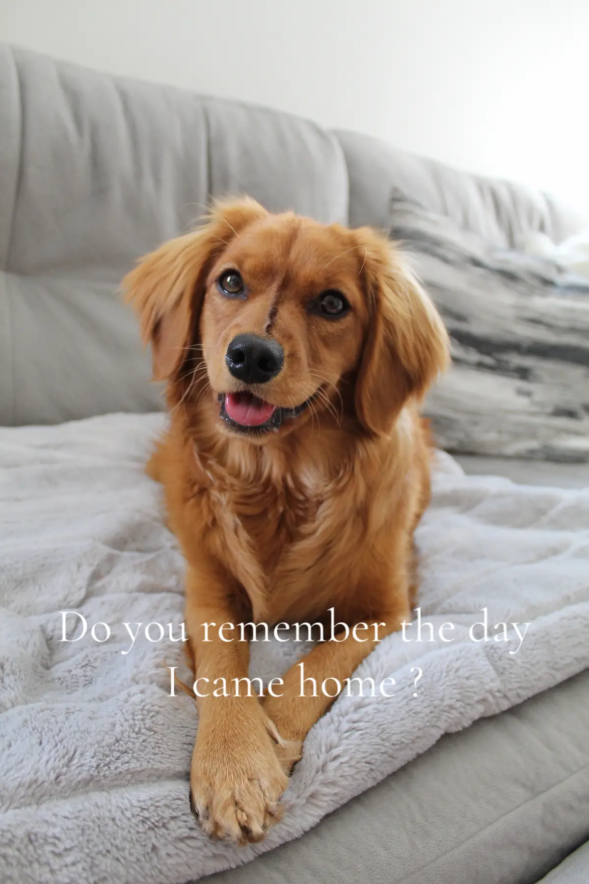 @Sage | Mini Golden Retriever