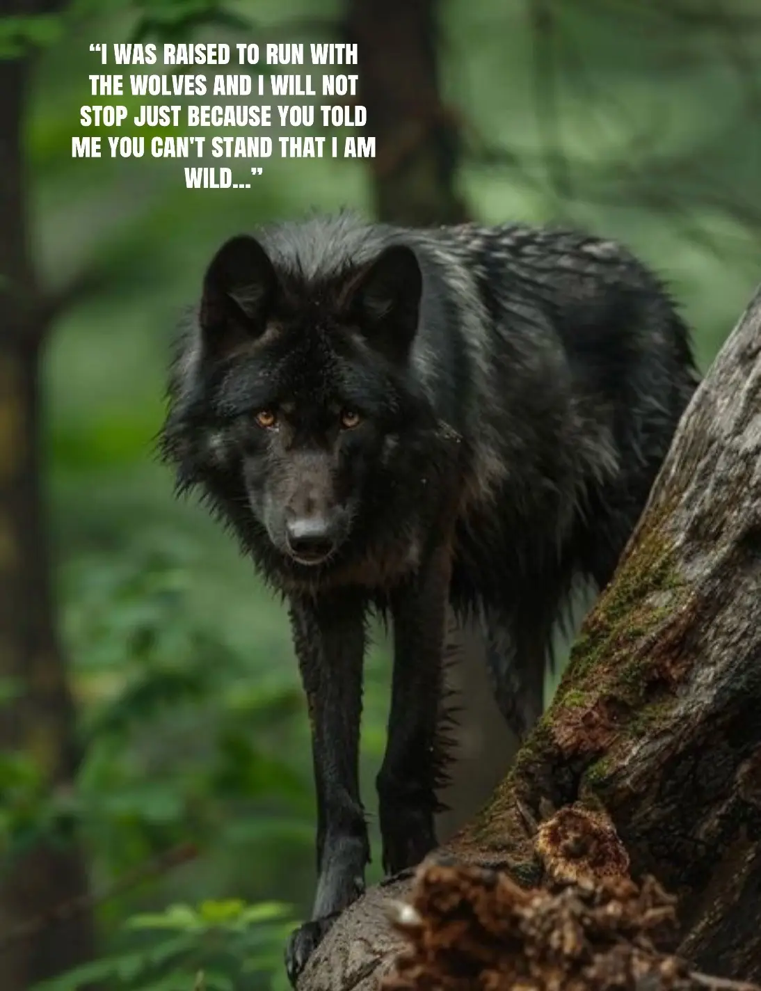 @🪬Conscious_LoneWolf🐺