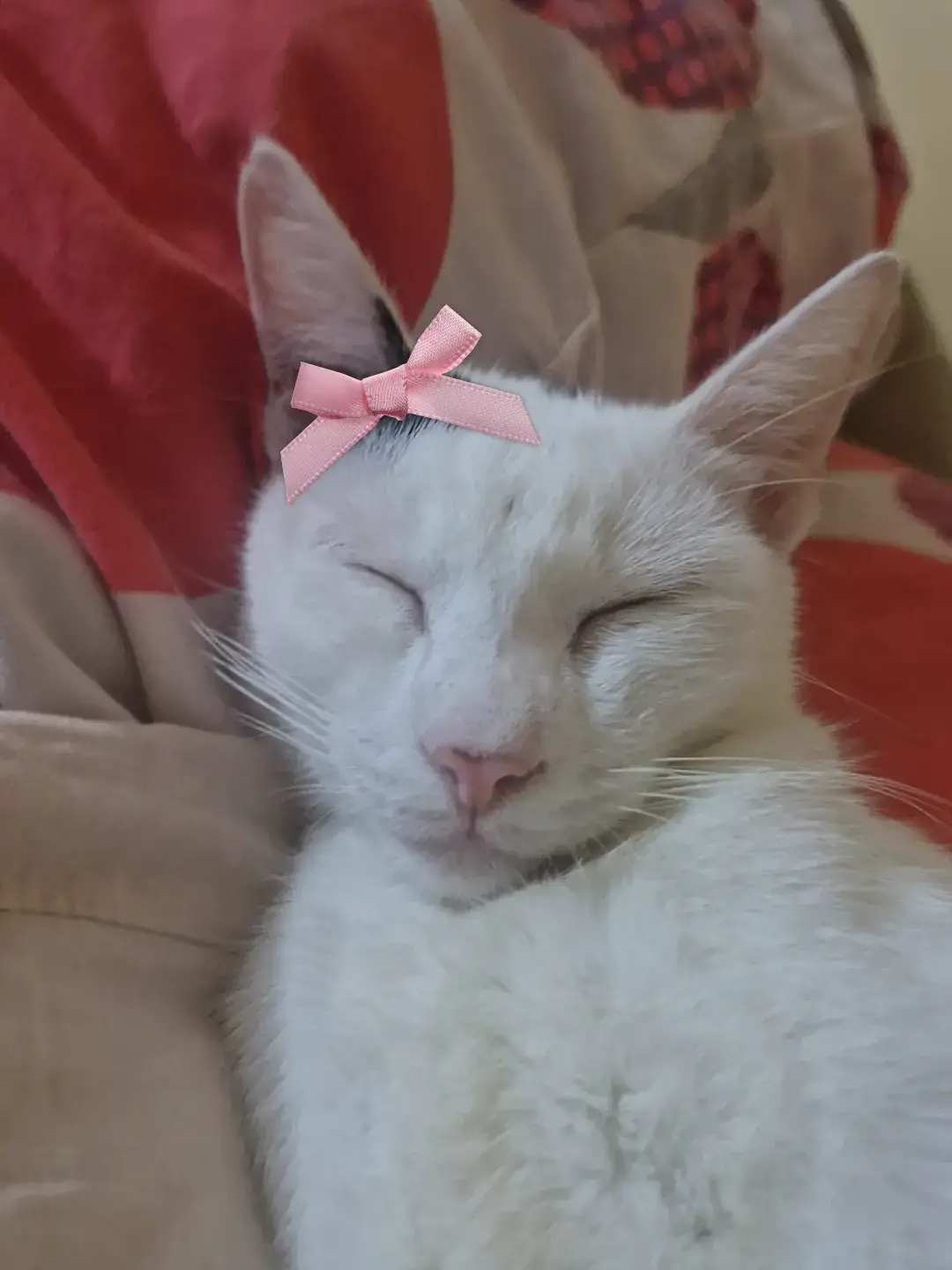 @☆𝐿𝒶𝓉𝒸𝒽𝓂𝑒 ˚.🎀༘⋆