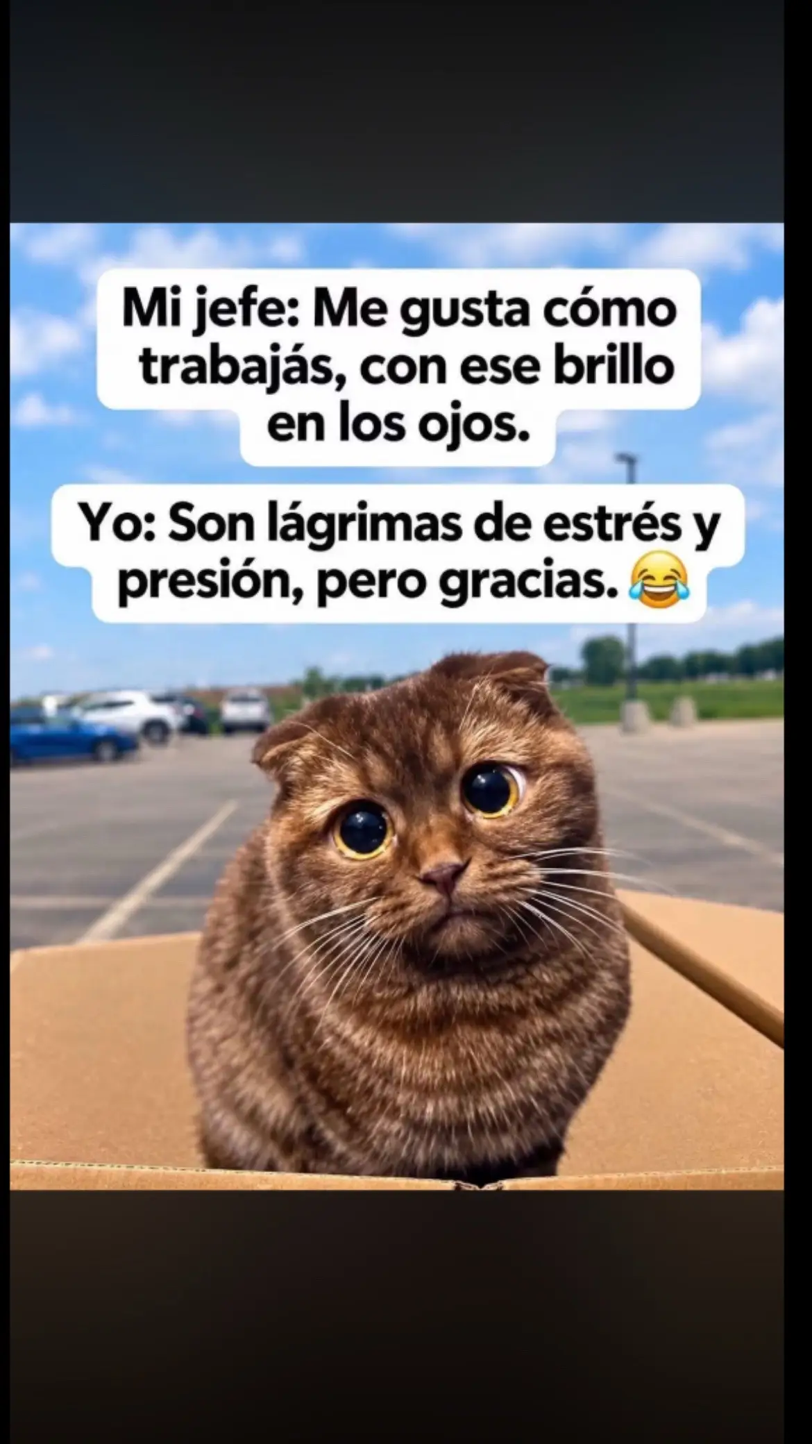 @Pedro Cruz