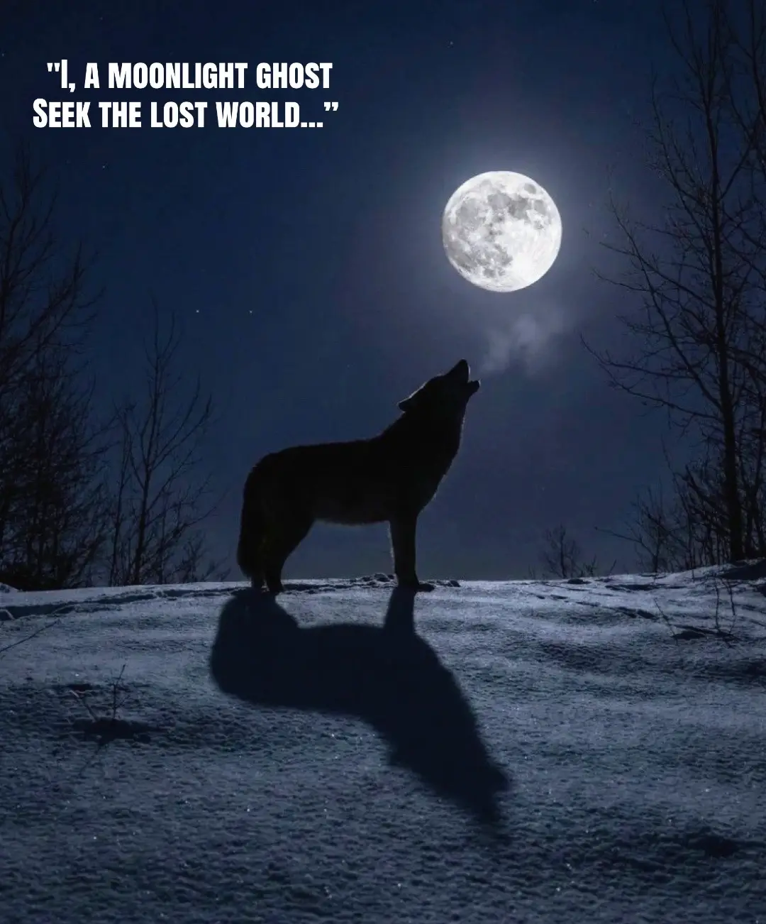 @🪬Conscious_LoneWolf🐺