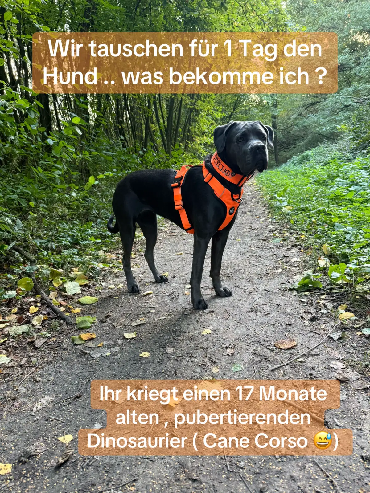 @Cane Corso Ayra 🐾