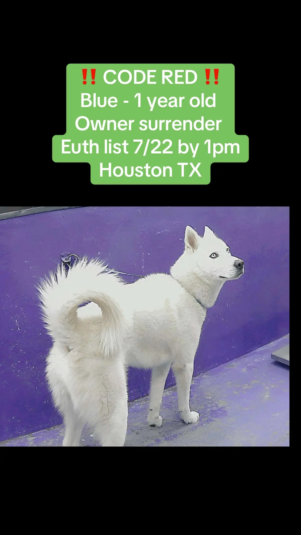 @Save the dogs ๐ถ