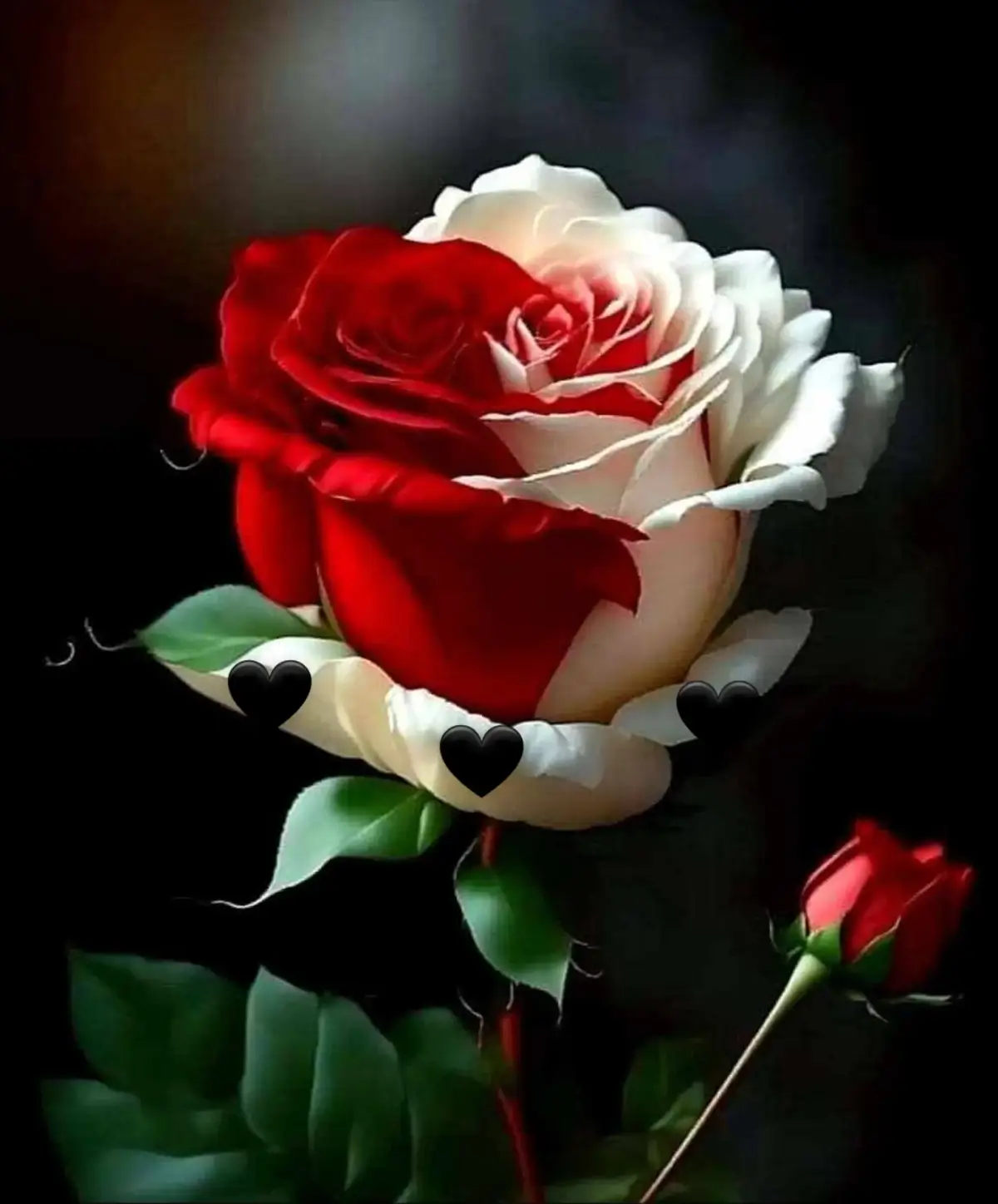@fancuxee fancuxee